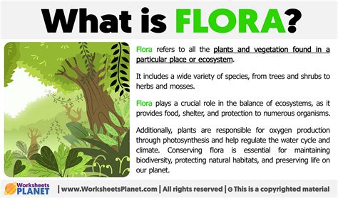 Flora Definition & Meaning .